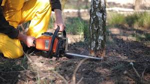 Best Tree and Shrub Care  in Denver, NC