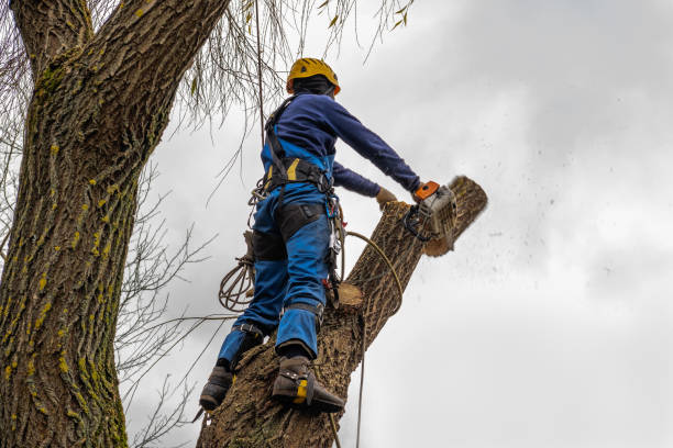 Best Seasonal Cleanup (Spring/Fall)  in Denver, NC