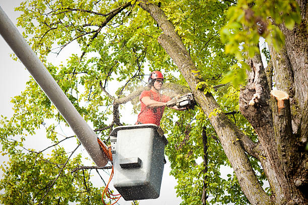 Best Tree Removal  in Denver, NC